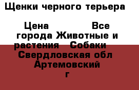 Щенки черного терьера › Цена ­ 35 000 - Все города Животные и растения » Собаки   . Свердловская обл.,Артемовский г.